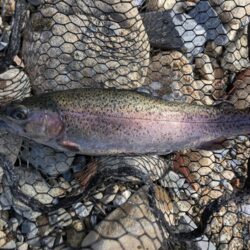 トラウト狙いリベンジ